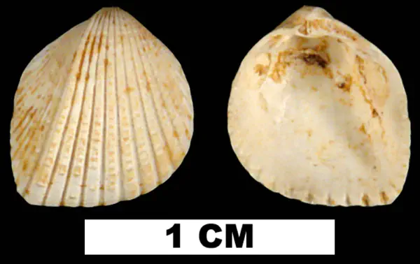 Trigoniocardia burnsii