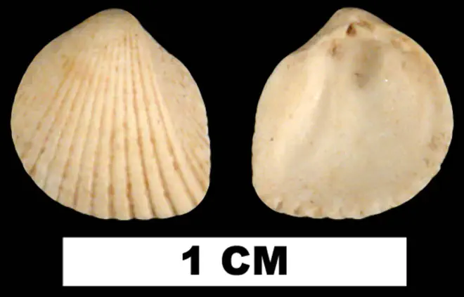 Trigoniocardia decidua from the Early Miocene Chipola Fm. of Calhoun County, Florida (UF 113956).