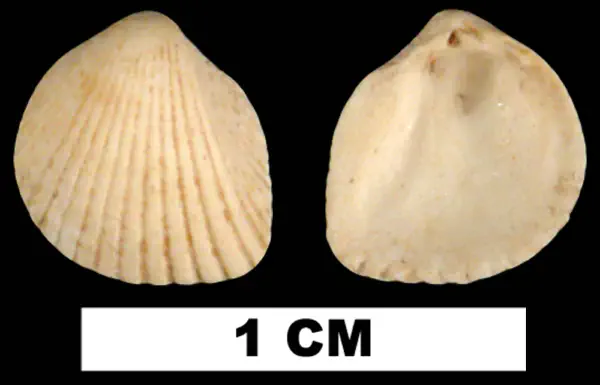 Trigoniocardia decidua
