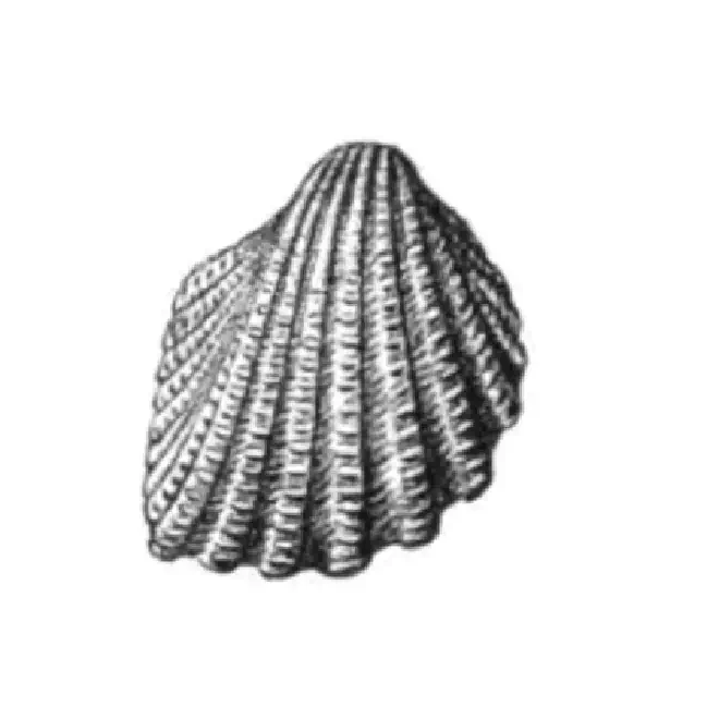 Specimen of Trigoniocardia simrothi figured by Dall (1900, pl. 48, fig. 8); 8.5 mm in length.