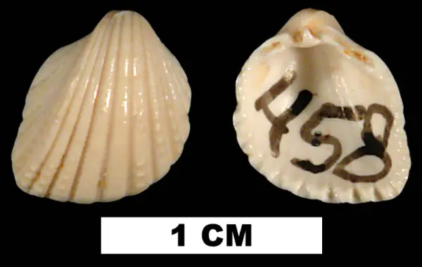Trigoniocardia simrothi