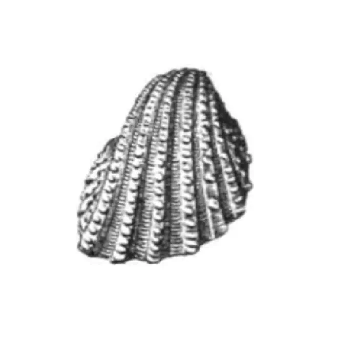 Specimen of Trigoniocardia willcoxi figured by Dall (1900, pl. 48, fig. 9); 8.5 mm in length.