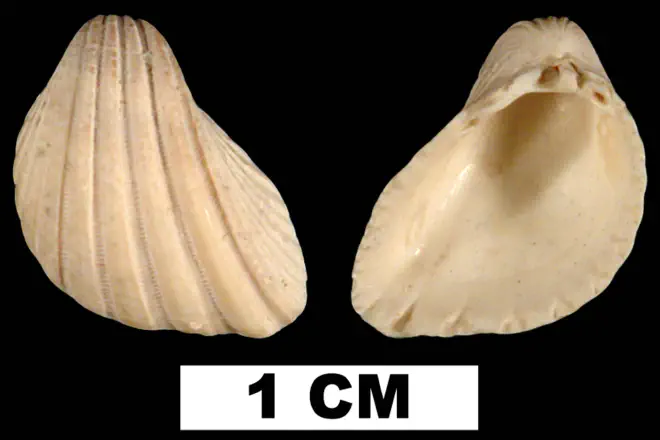 Trigoniocardia willcoxi from the Plio-Pleistocene (formation unknown) of Sarasota County, Florida (UF 29214).