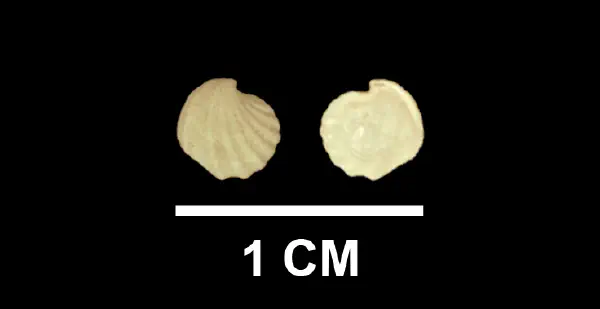Trigonulina lockei
