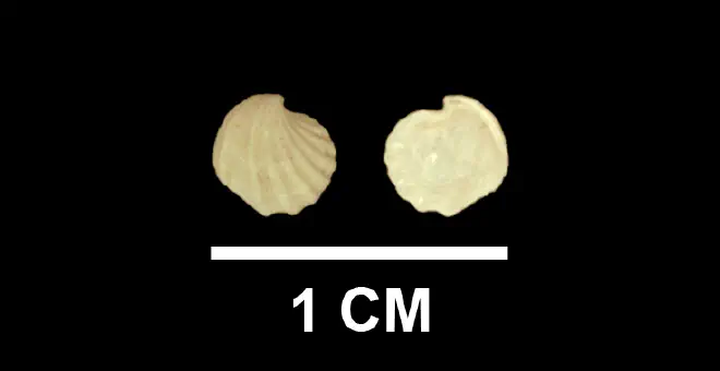 Trigonulina lockei from the upper Pliocene Yorktown Fm. (Moore House Member) of Isle of Wight County, Virginia (SDSM 136168).