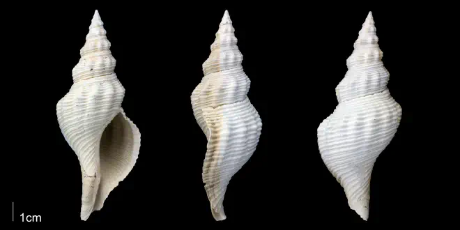 Triplofusus giganteus from the upper Pliocene Tamiami Fm. (Pinecrest Beds) of Sarasota County, Florida (PRI 70095).