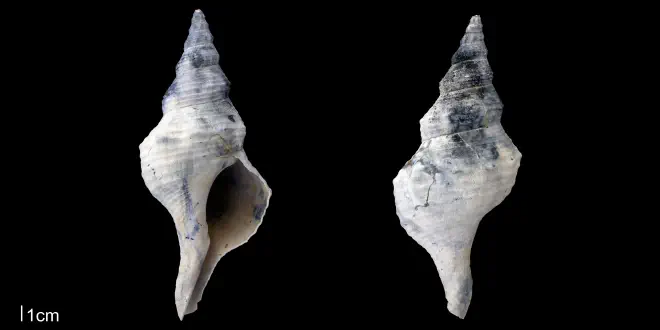 Triplofusus giganteus from the upper Pliocene Tamiami Fm. (Pinecrest Beds) of Sarasota County, Florida (PRI 70143).