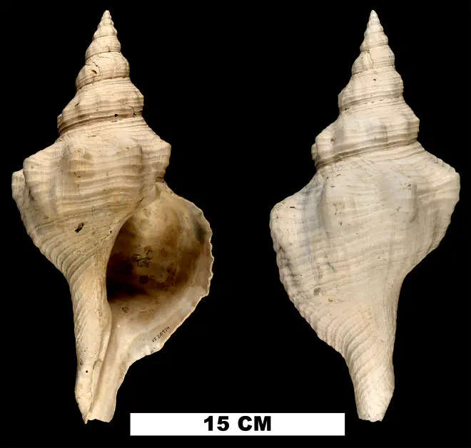 Triplofusus giganteus from the Plio-Pleistocene (formation unknown) of Sarasota County, Florida (UF 28794).