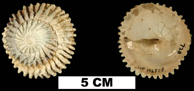 Trochita floridana from the Late Pliocene Tamiami Fm. (Pinecrest Beds) of Okeechobee County, Florida (UF 146378).