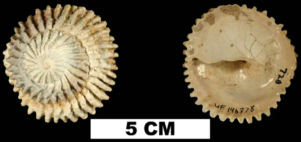 Trochita floridana