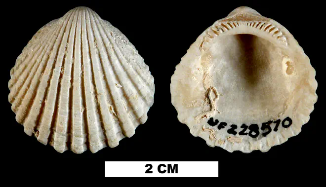 Tucetona pectinata from the Middle Pleistocene Bermont Fm. of Miami-Dade County, Florida (UF 228570).