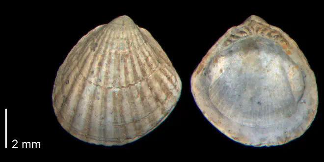 Glycymeris sloani from the Early Pleistocene James City Fm. of Beaufort County, North Carolina (PRI 70516).