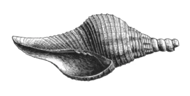 Specimen of Turbinella chipolana figured by Dall (1890, pl. 10, fig. 7); 47.0 mm in length.