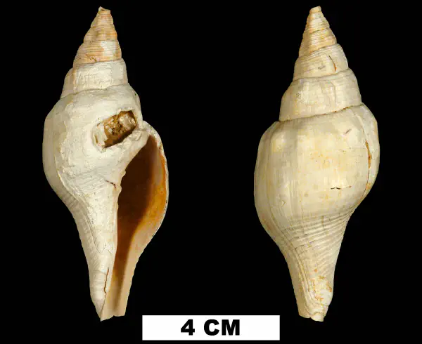 Turbinella chipolana