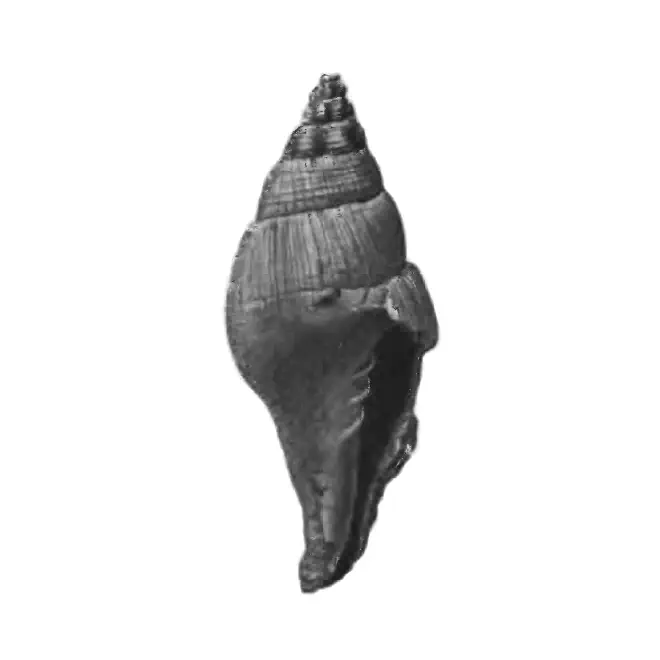 Specimen of Turbinella dodonaia figured by Gardner (1944, pl. 49, fig. 2); 90 mm in length.