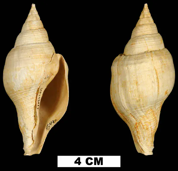 Turbinella dodonaia