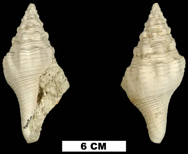 Turbinella hoerlei from the Middle Pleistocene Bermont Fm. of Palm Beach County, Florida (UF 217056).
