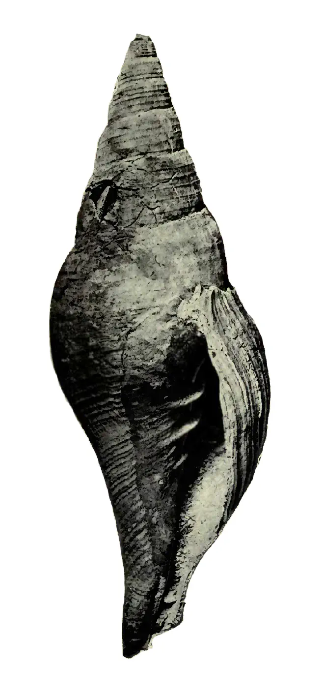 Specimen of Turbinella regina figured by Heilprin (1886, pl. 3, fig. 5); 11 in. in length.