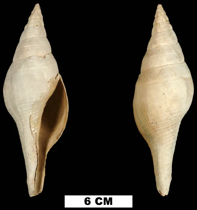 Turbinella regina from the Early Pleistocene Caloosahatchee Fm. of Okeechobee County, Florida (UF 116461).