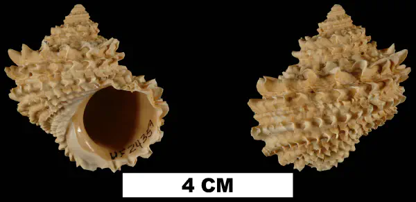Turbo castanea