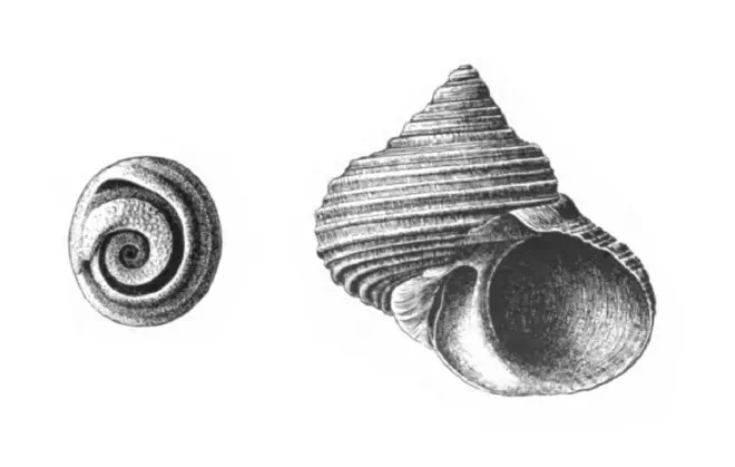 Specimen of Turbo rhectogrammicus figured by Dall (1892, pl. 18, fig. 8a and 11); 46 mm in length.