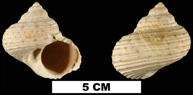 Turbo rhectogrammicus from the Early Pleistocene Caloosahatchee Fm. of Hendry County, Florida (UF 24028).