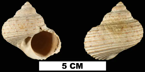 Turbo rhectogrammicus