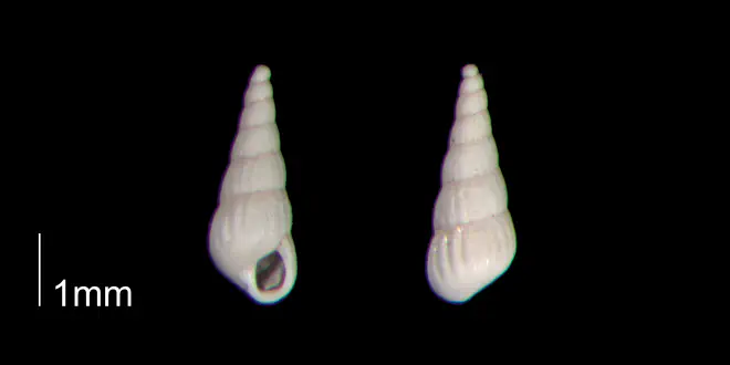 Turbonilla abrupta from the Early Pleistocene Waccamaw Fm. of Brunswick County, North Carolina (PRI 70439-1).