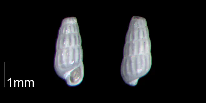 Turbonilla abrupta from the Early Pleistocene Waccamaw Fm. of Brunswick County, North Carolina (PRI 70439-2).