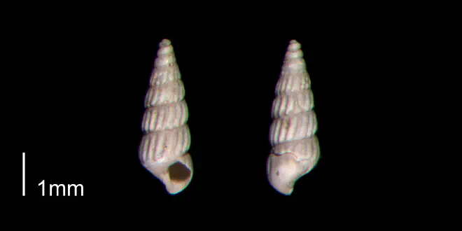 Turbonilla abrupta from the Early Pleistocene James City Fm. of Beaufort County, North Carolina (PRI 70512-1).