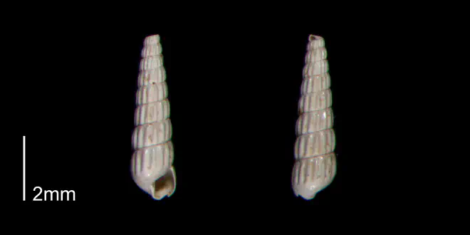Turbonilla abrupta from the Early Pleistocene James City Fm. of Beaufort County, North Carolina (PRI 70512-2).