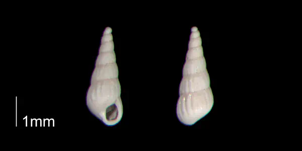 Turbonilla abrupta