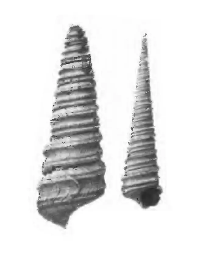 Specimen of Turritella dalli figured by Gardner (1947, pl. 57, fig. 4 and 5); 55.5 mm and 47.5 mm in length, respectively.