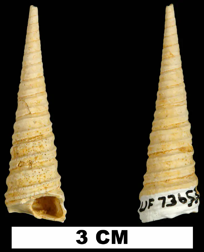 Turritella dalli from the Early Miocene Chipola Fm. of Calhoun County, Florida (UF 73653).