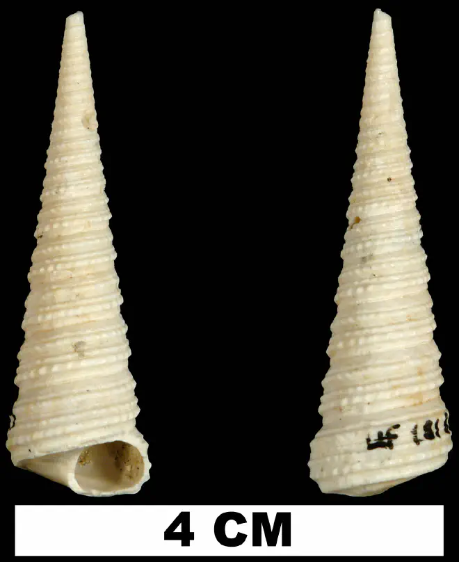 Turritella gladeensis from the Late Pliocene Tamiami Fm. (Pinecrest Beds) of Miami-Dade County, Florida (UF 181869).