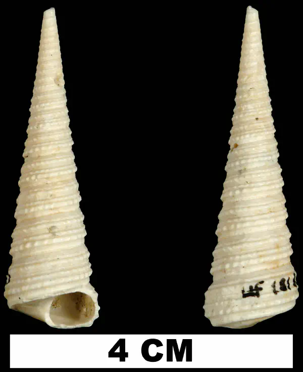 Turritella gladeensis
