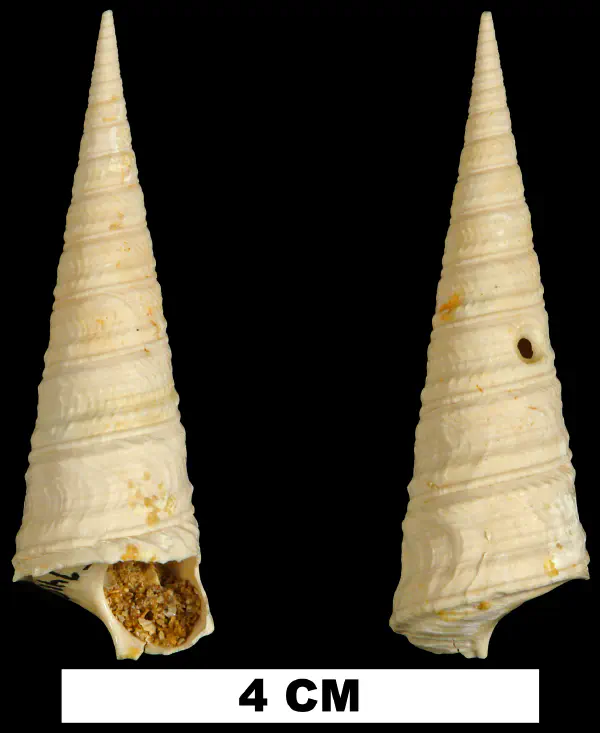 Turritella mixta