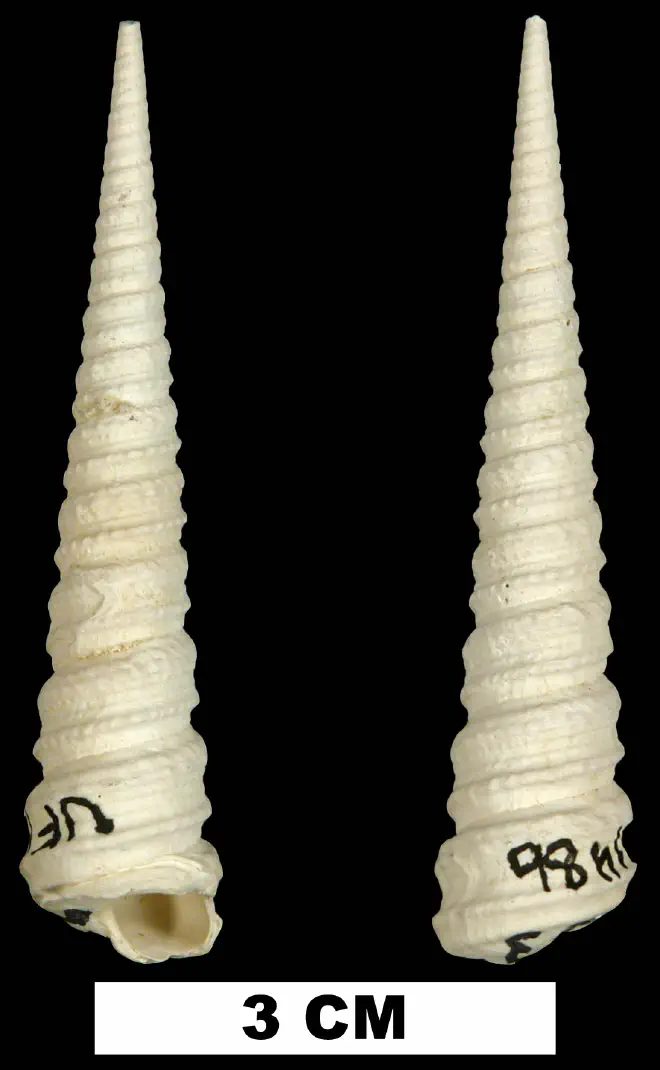 Turritella acropora from the Late Pliocene Tamiami Fm. (Pinecrest Beds) of Collier County, Florida (UF 181486).