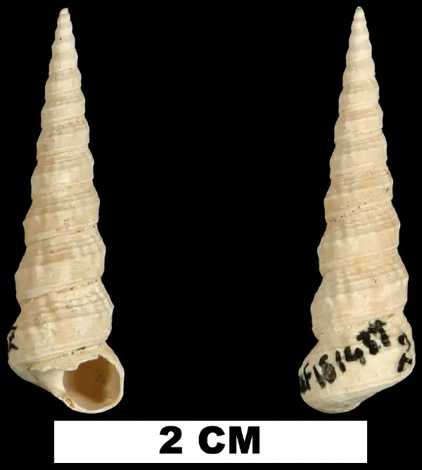 Turritella perexilis