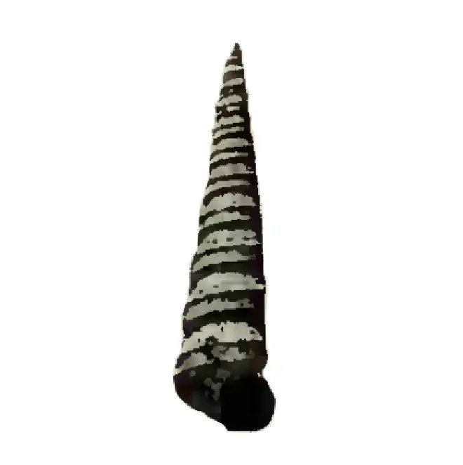 Specimen of Turritella subannulata figured by Heilprin (1886, pl. 8, fig. 17); 1.2 in. in length.
