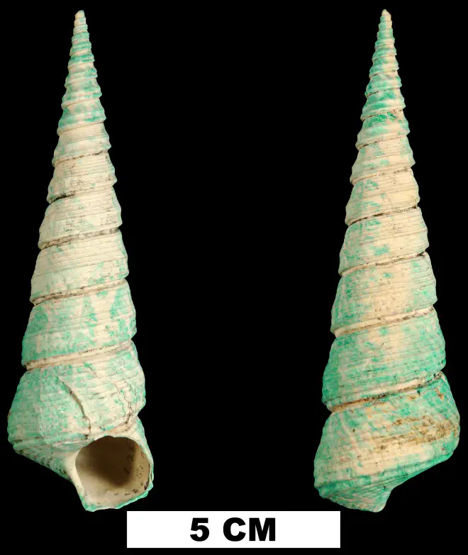 Turritella pontoni from the (UF 181727).
