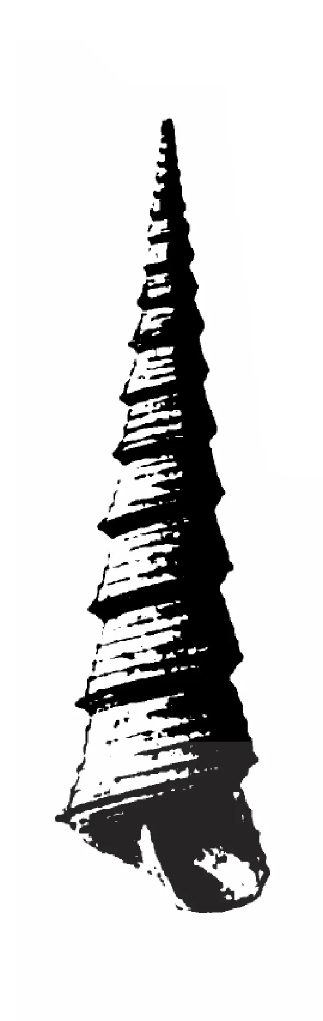 Specimen of Turritella subgrundifera figured by Dall (1892, pl. 22, fig. 23); 65.0 mm in length.