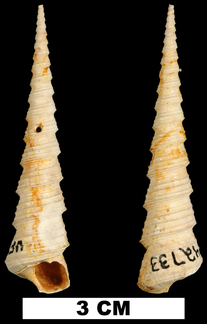 Turritella subgrundifera (UF 42733).