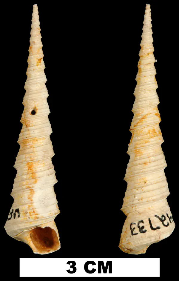 Turritella subgrundifera