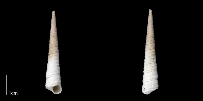 Turritella wagneriana from the late Pliocene Tamiami Fm. (Pinecrest Beds) of Sarasota County, Florida (PRI 70065).