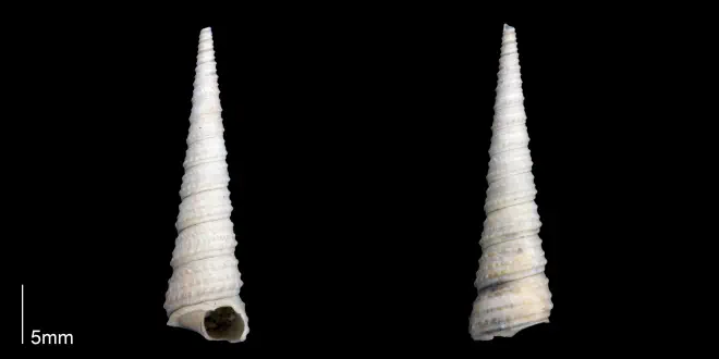 Turritella wagneriana from the late Pliocene Tamiami Fm. (Pinecrest Beds) of Sarasota County, Florida (PRI 70272).
