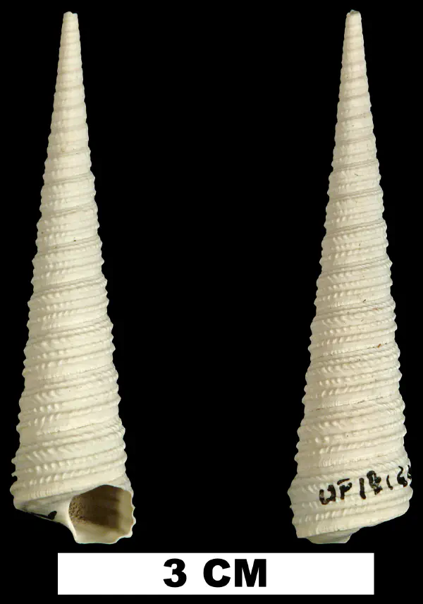 Turritella wagneriana