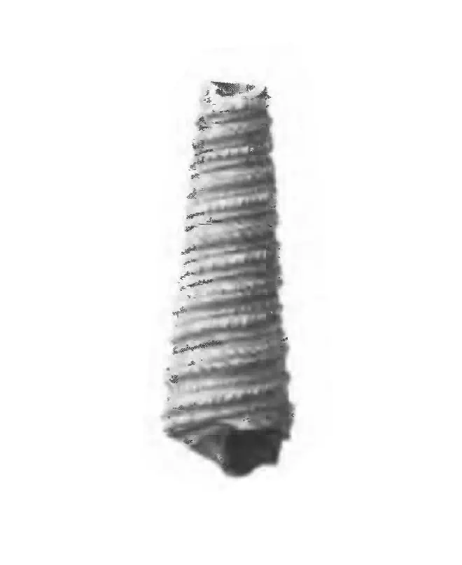 Specimen of Turritella waltonensis figured by Gardner (1947, pl. 57, fig. 16); 46 mm in length.