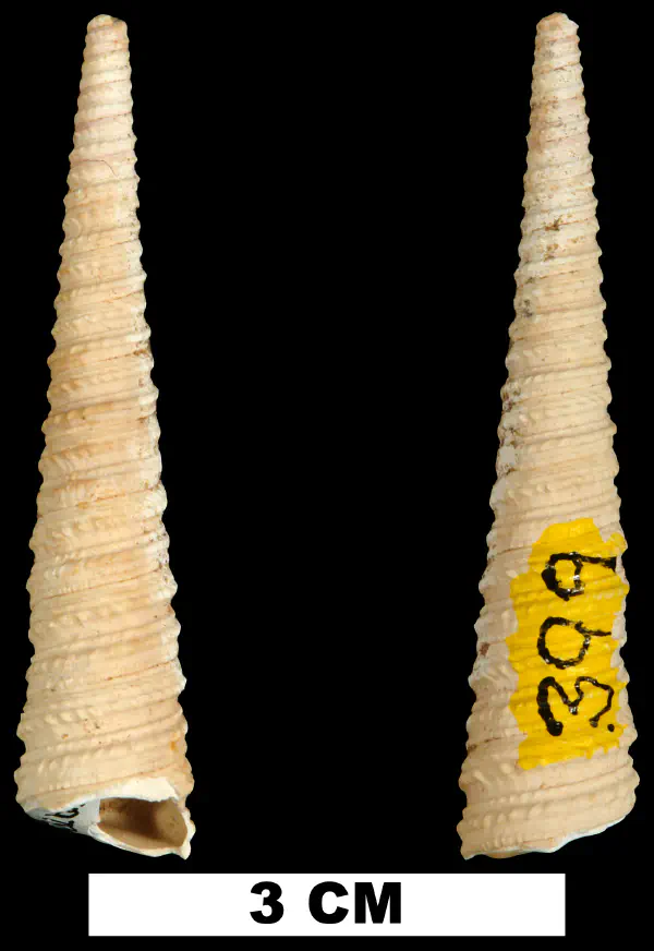 Turritella waltonensis
