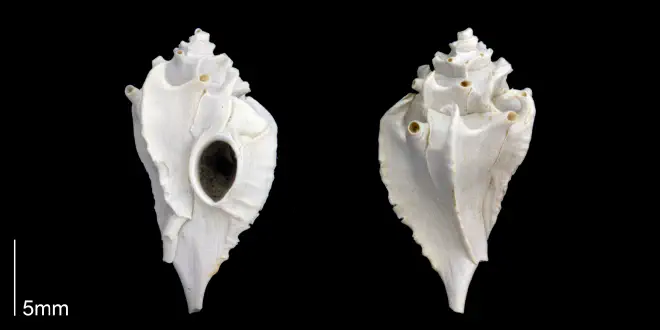 Typhis harrisi from the upper Pliocene Tamiami Formation (Pinecrest Beds) of Sarasota County, Florida (PRI 70187).